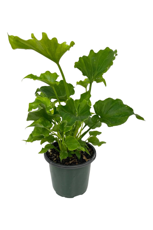 Philodendron Lickety Split | 5 cm plug 50/tray