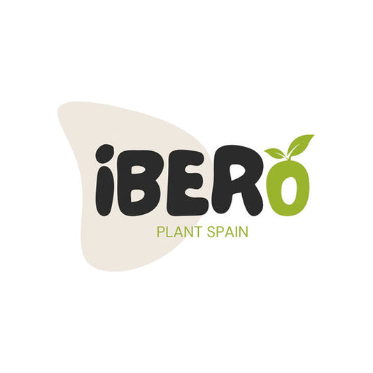 Codiaeum unrooted Petra Box 20-25 cm  | No enraizado