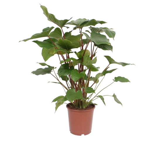 Homalomena Maggy | 5 cm plug 50/tray