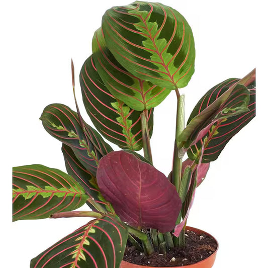 Maranta Red