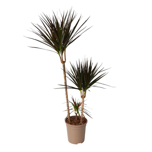 Dracaena marginata 'Magenta' Stam 4"