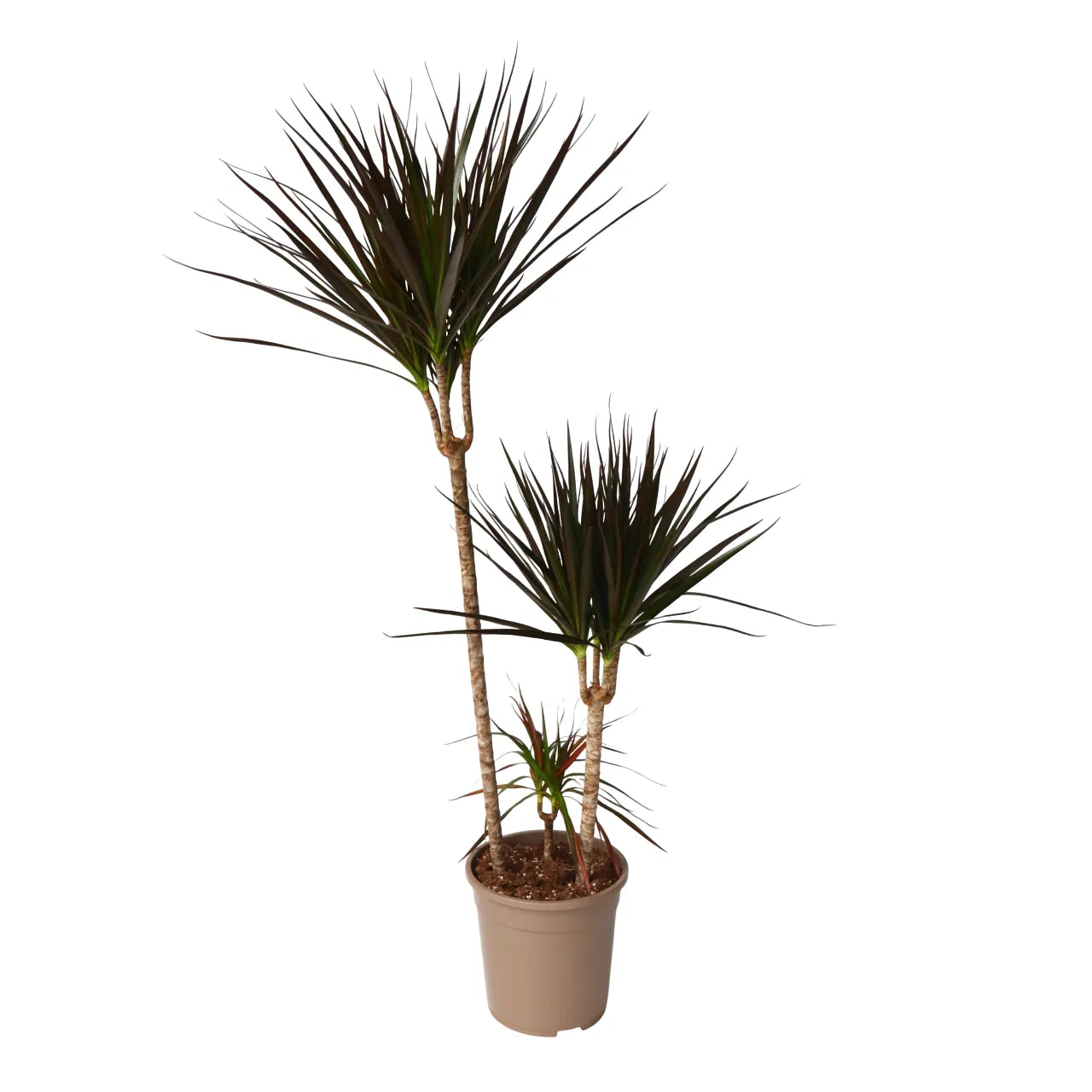 Dracaena marginata 'Magenta' Stam 12"