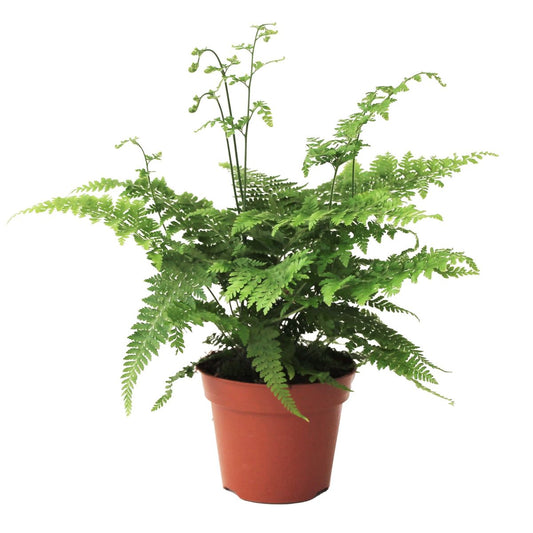 Microlepia speluncae tray 60