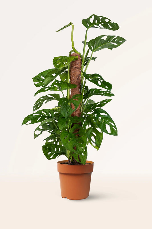 Monstera Andersonii | 5 cm plug 50/tray