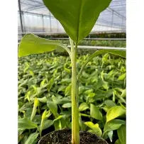 Musa Chiliocarpa| 6 cm plug 28/tray