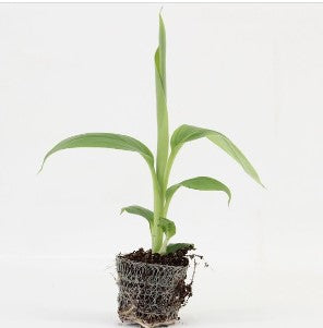 Musa Velutina | 6 cm plug 28/tray