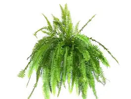 Nephrolepis Nevada tray 150