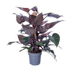 Philodendron New Red | 2,5 cm plug 104/tray