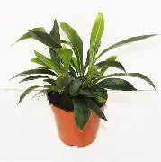 Niphidium crassifolia tray 252