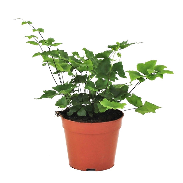 Pellaea cordata tray 150