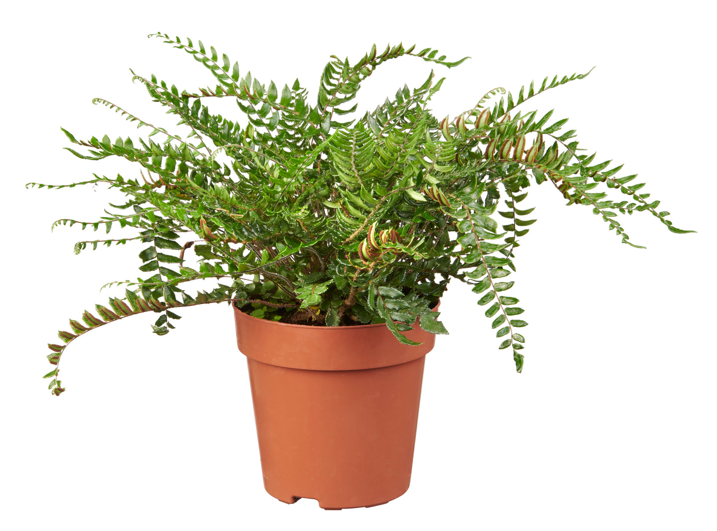 Pellaea paradoxa 'Glowstar' tray 150