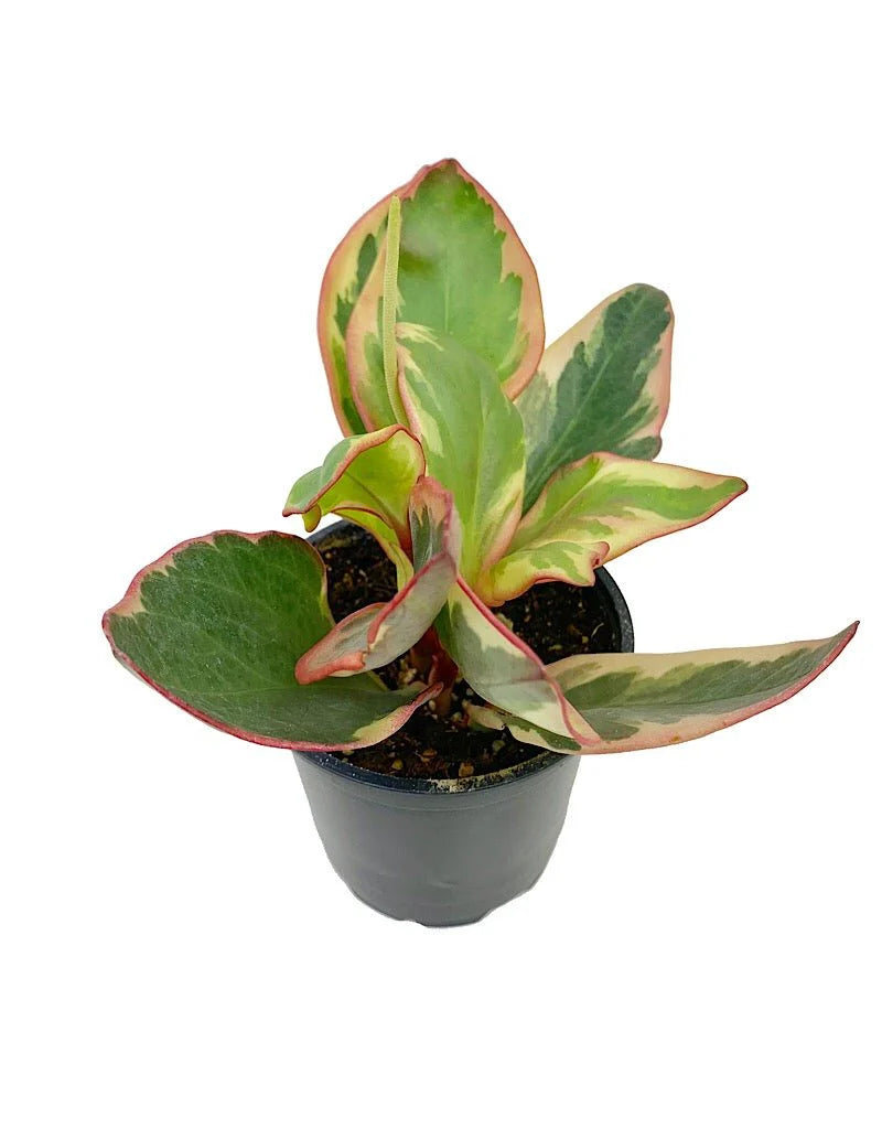Peperomia Obtusfolia Ginny