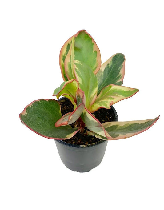 Peperomia Obtusfolia Ginny