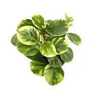 Peperomia Obtusfolia Marble