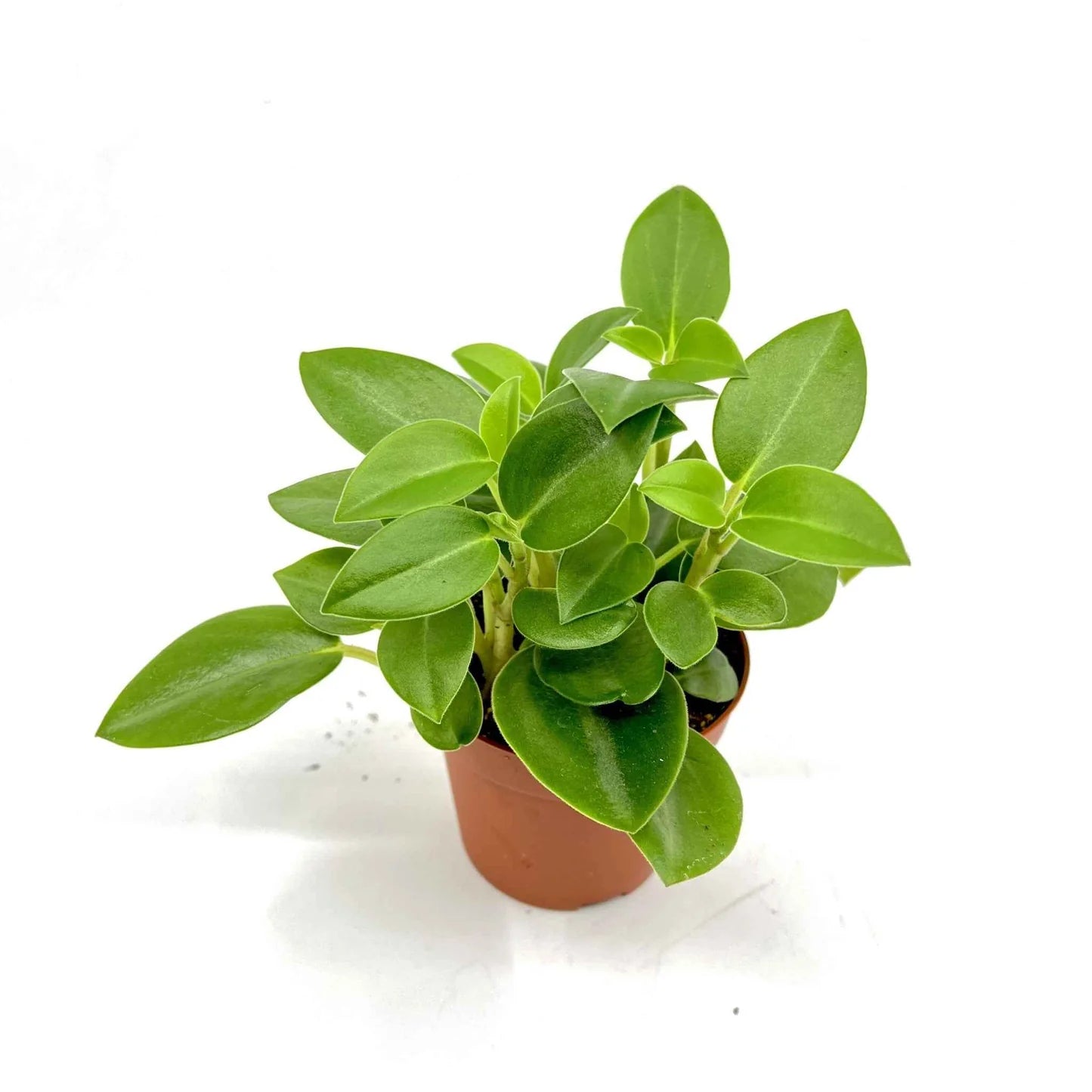 Peperomia Pixie Green 1