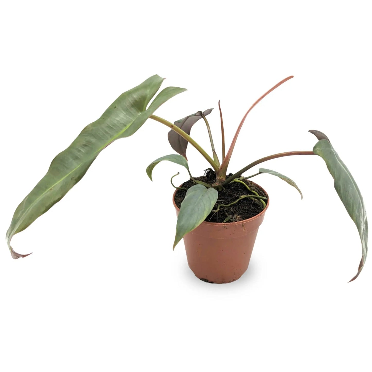 Philodendron Atabapoense | Tr.84 - 1PP Cult Tej