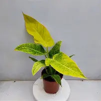 Philodendron Calkin's Gold| 2,5 cm plug 104/tray