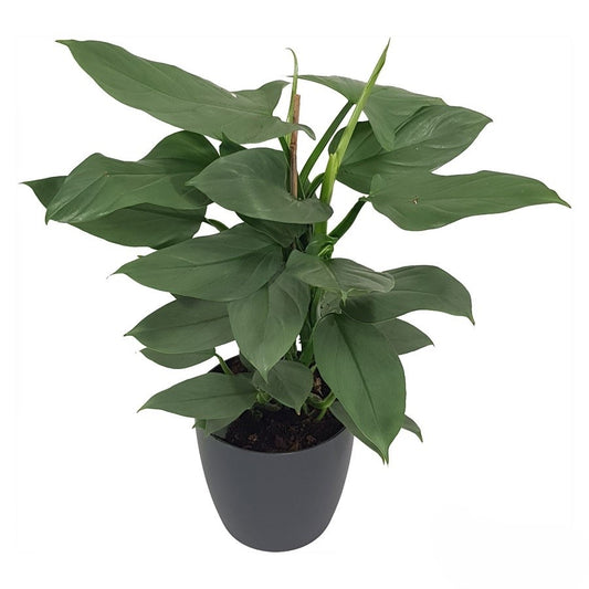 Philodendron Grey | 2,5 cm plug 104/tray