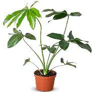 Philodendron Goeldi| 5 cm plug 50/tray