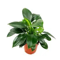Philodendron Green Princess| 2,5 cm plug 104/tray