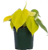 Philodendron Cordatum Lemon Lime