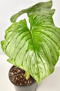 Philodendron Mamei | 5 cm plug 50/tray