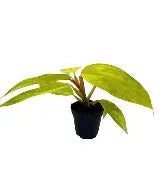 Philodendron Painted Lady | 2,5 cm plug 104/tray