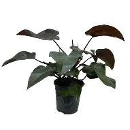 Philodendron Purple Grand | 5 cm plug 50/tray
