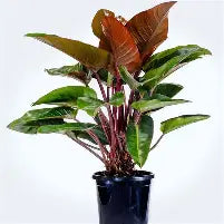Philodendron Rojo Congo | 2,5 cm plug 104/tray
