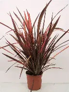 Phormium 'evening glow'- 7cm plug