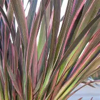 Phormium 'Pink stripe'- 7cm plug