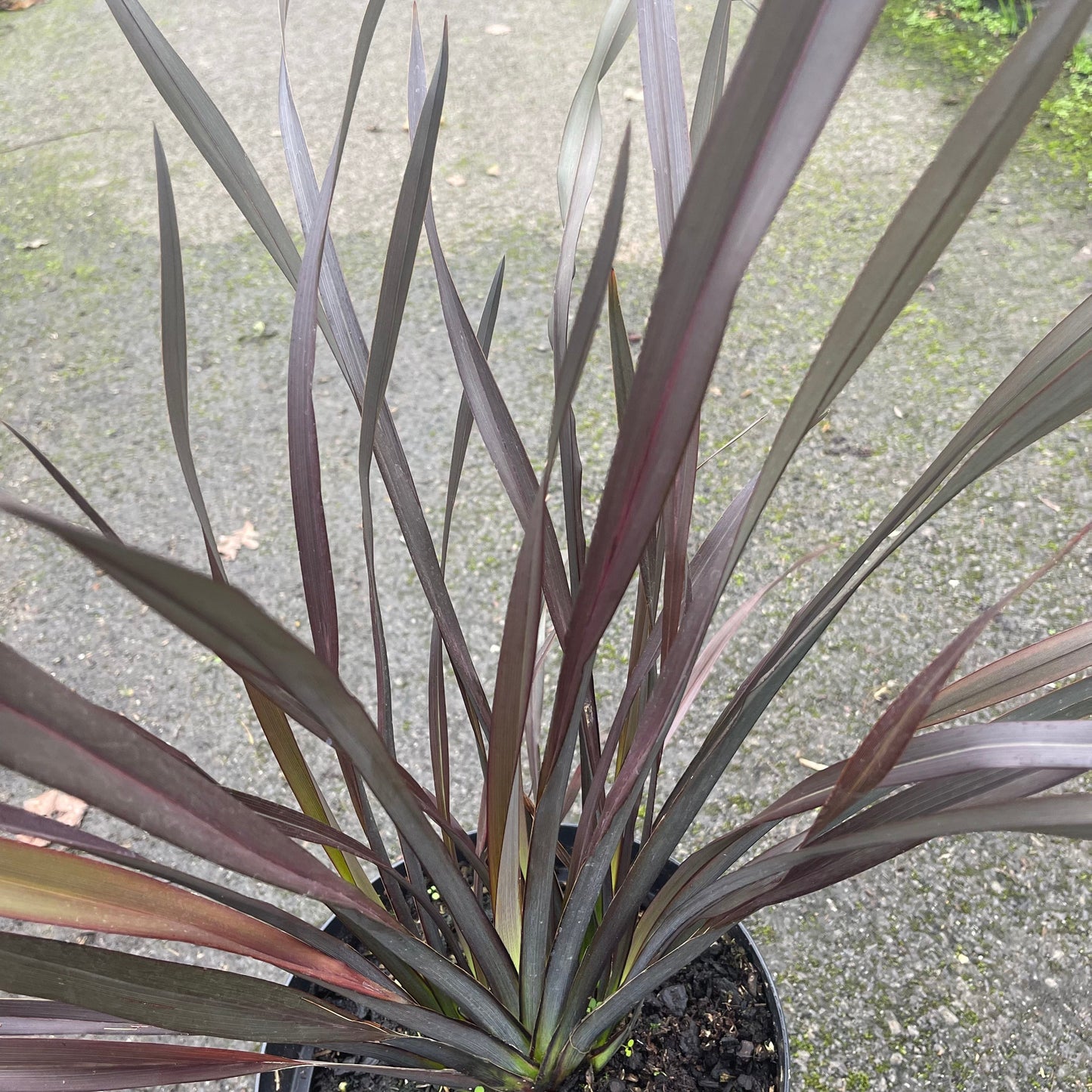 Phormium 'Platt's Black'- 7cm plug