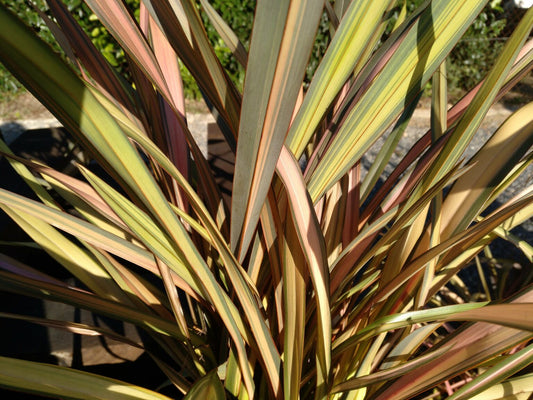Phormium 'Rainbow Maiden'- 7cm plug