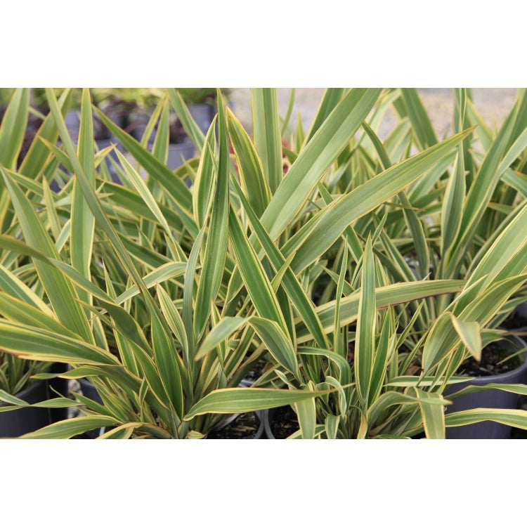 Phormium Wings of Gold