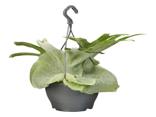 Platycerium grande tray 40