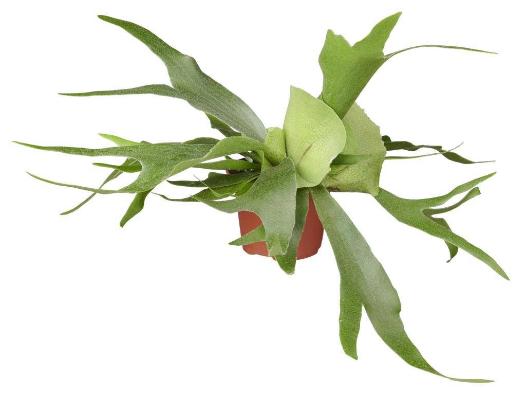 Platycerium alcicorne tray 150