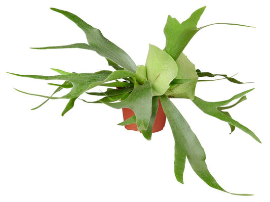 Platycerium alcicorne tray 104