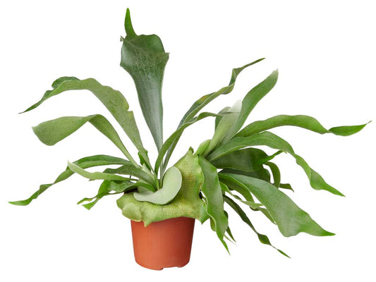 Platycerium bif. 'Netherlands' tray 40