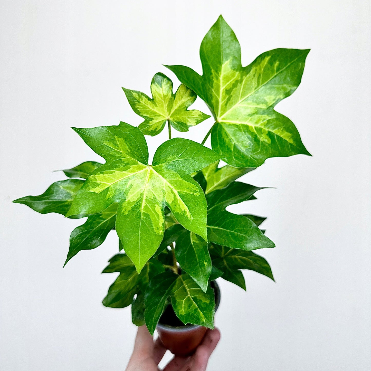 X Fatshedera Lizei Annemieke