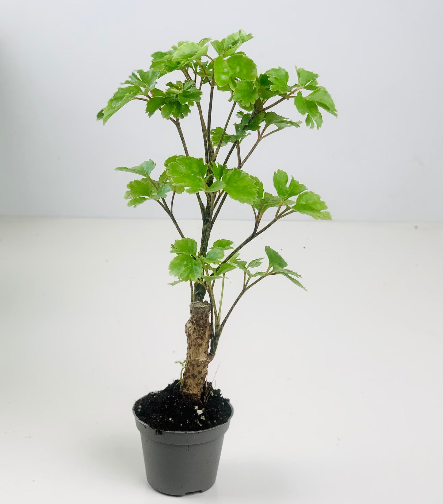 Polyscias heartbushes Butterfly Box 18 cm  | Enraizado en mac. Red plastico