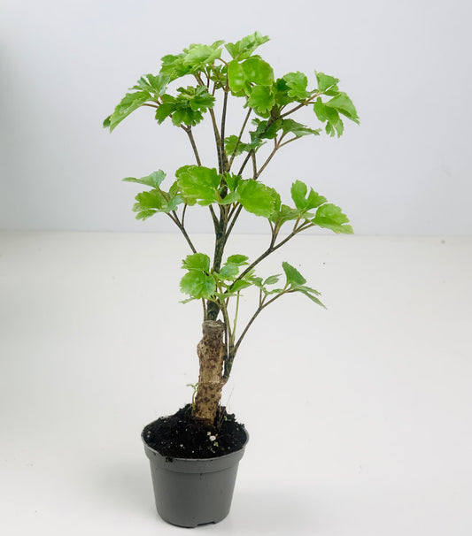 Polyscias heartbushes Butterfly Box 18 cm  | Enraizado en mac. Red plastico