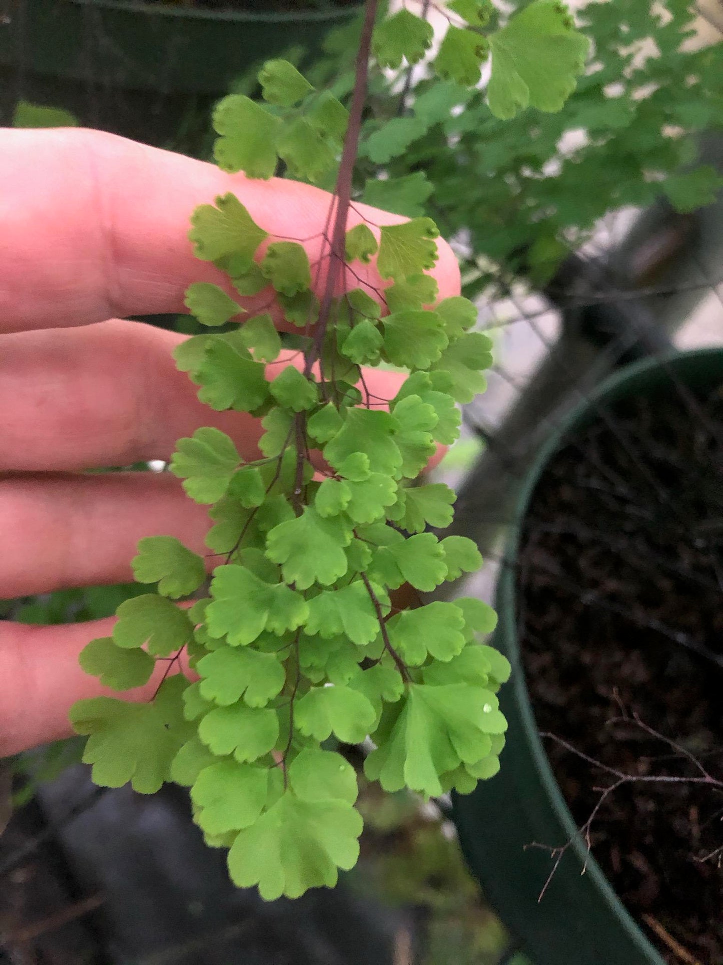 Adiantum Ritzy Venus tray 252