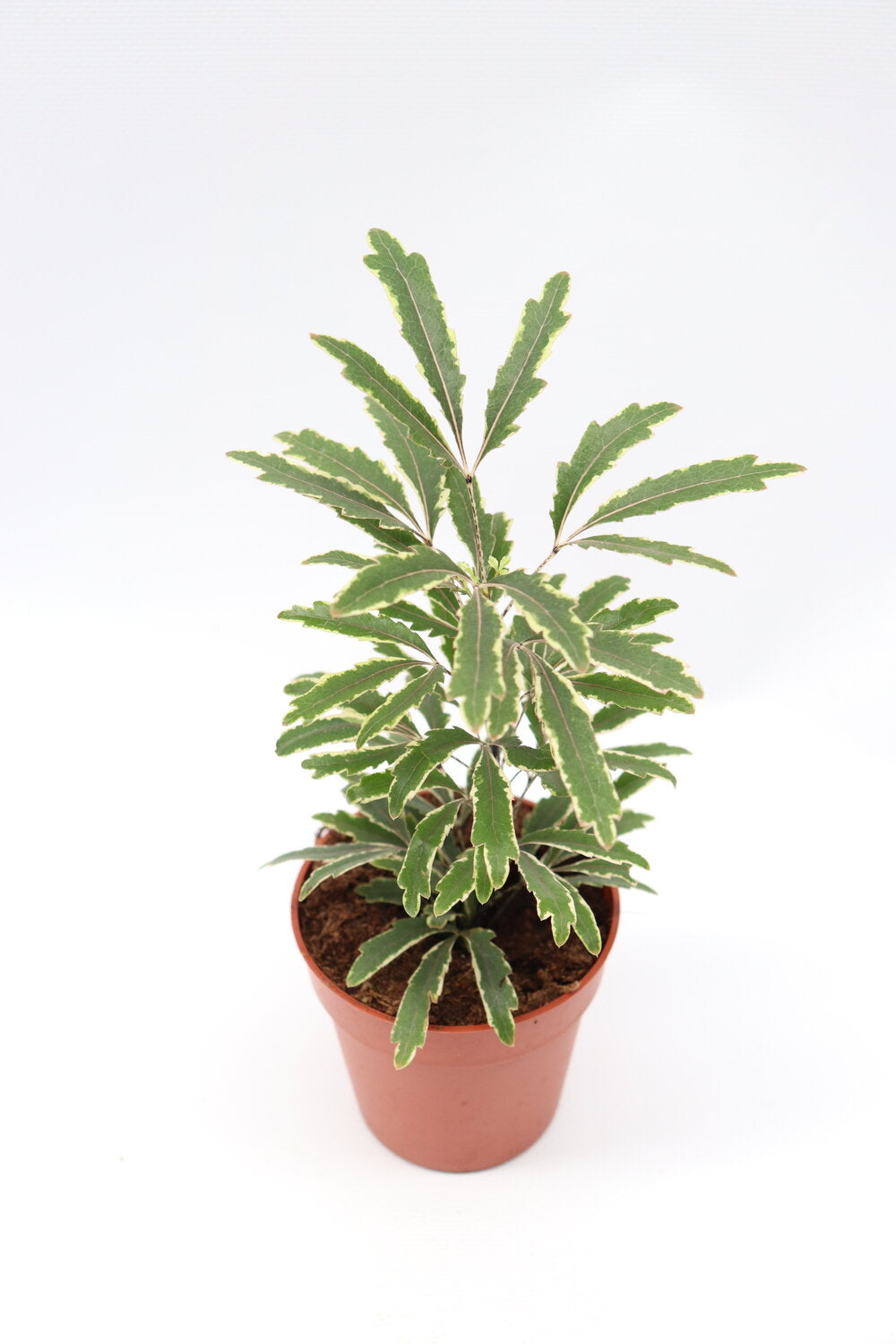 Aralia Dizgotheca Bianca