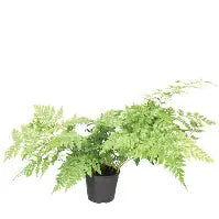 Rumohra adiantiformis tray 104