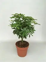 Schefflera Luseana
