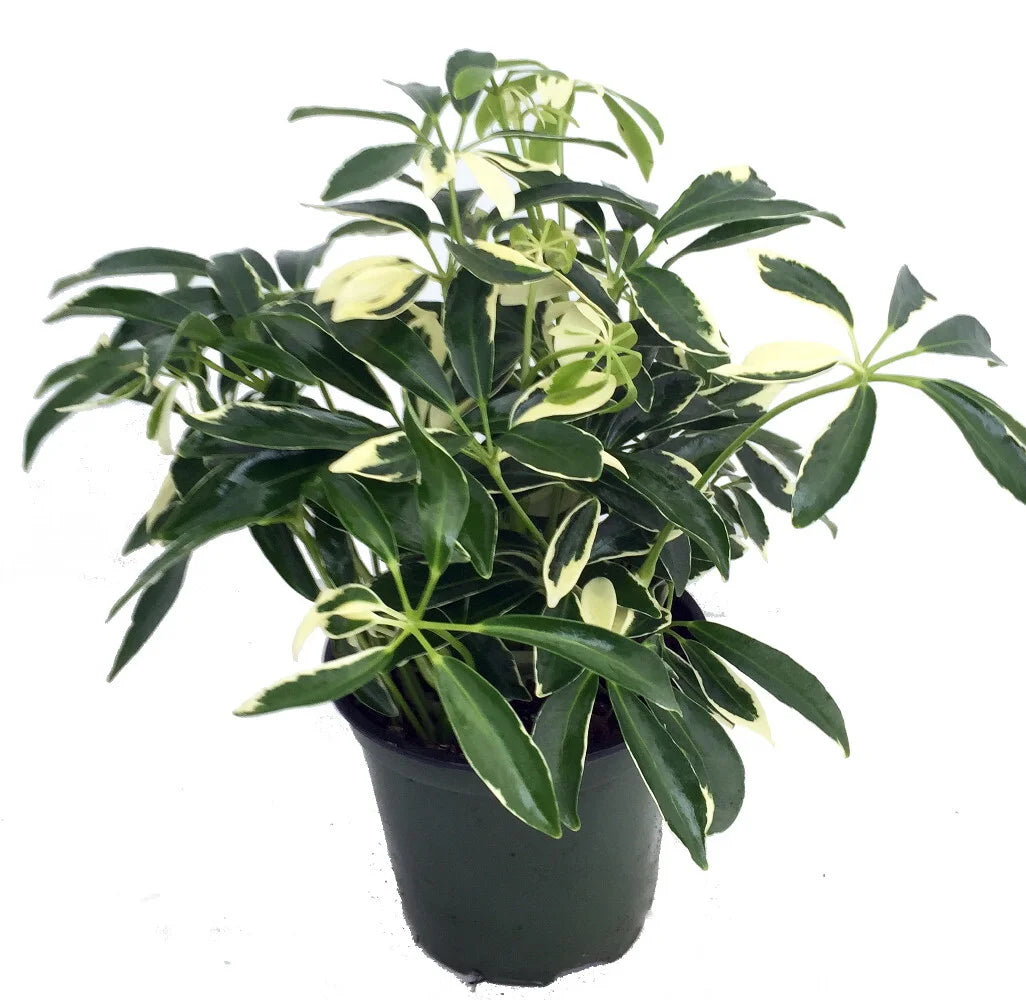 Schefflera Moondrop