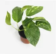 Scindapsus Hawaiian Pothos.