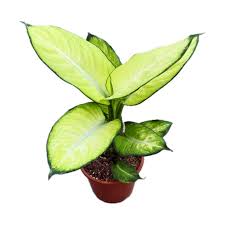 Dieffenbachia Summer Style [P] | 6 cm plug 28/tray