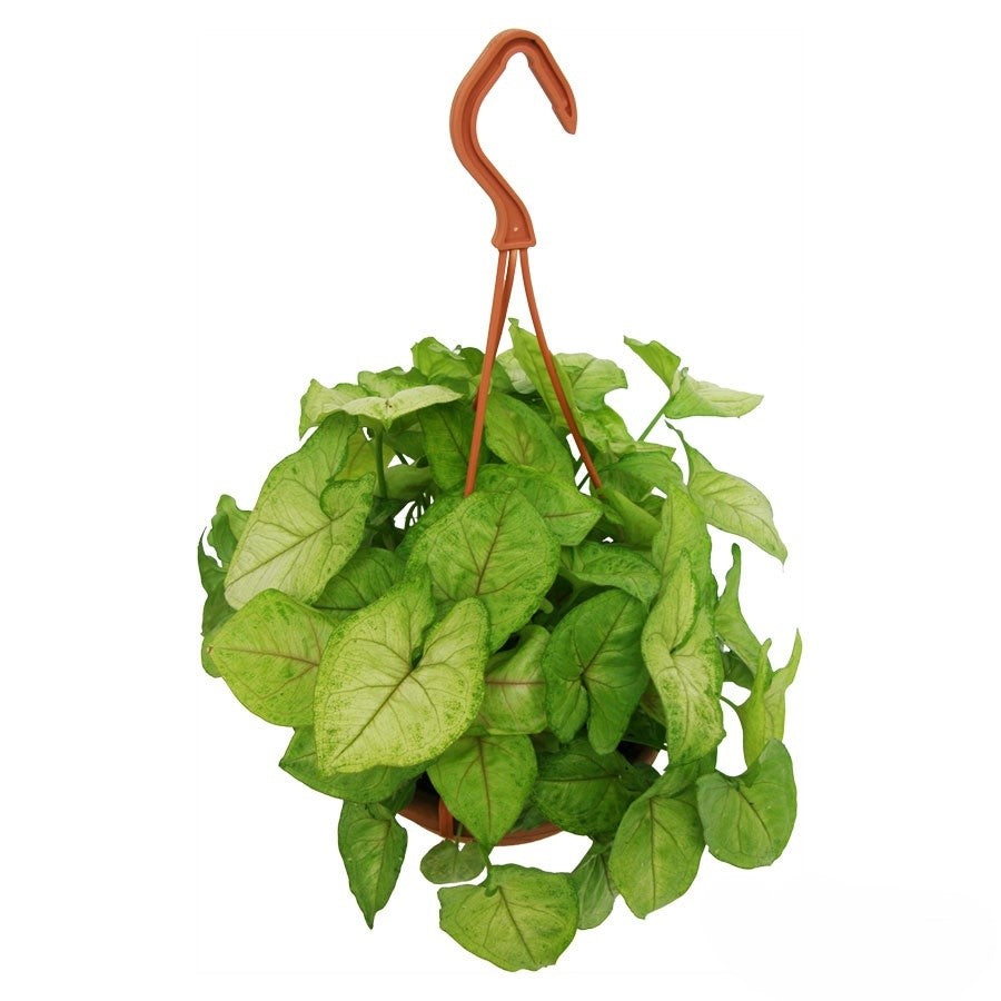 Syngonium Golden Allusion (single) | 4 cm plug 80/