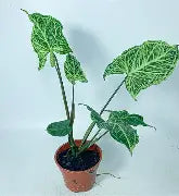 Syngonium Batik (single) | 4 cm plug 80/tray